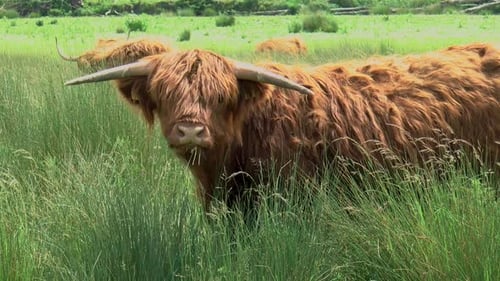 Majestic Highland Cattle Grazing in a Green Field