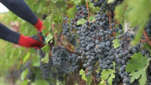 Weinbergschnitt mit Schere, Ranken, Farmer Working