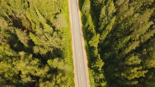 Autobahn im Wald