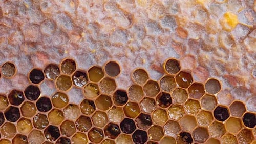 Zeitlupe eines Honigrahmens mit offenen sechseckigen Zellen mit Pollen und Perga