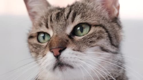 Beautiful tabby cat looking and playing