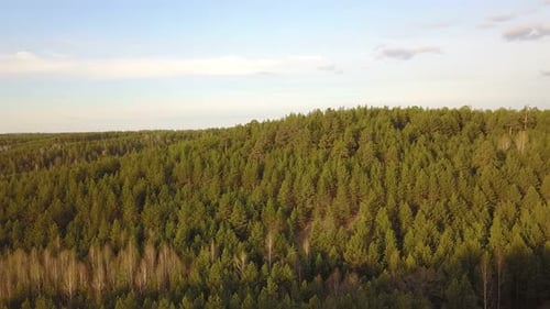Nature Forest Hills