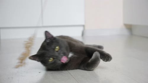 Playful Gray Cat Interacts with Toy at Home