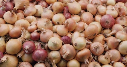 Slider Shot: The Harvest of Onions Lies on the Ground.