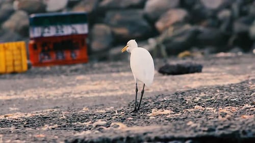 Lone White Bird Foraging on Rocky Shore