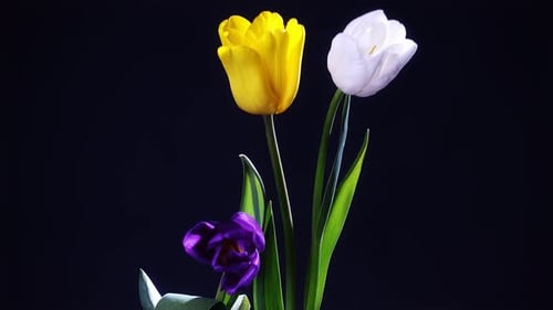 Tulip Flowers in Vase