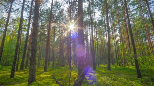 Sunset in the summer magic forest, time-lapse filmed by crane
