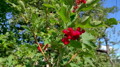 Viburnum oder Guelder Rose