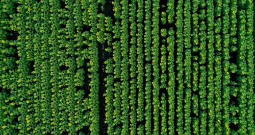 Landschaftlich abstrakte landwirtschaftliche Felder. Luftbild