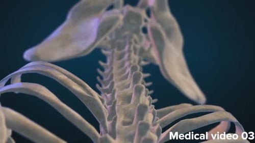 3D Human Skeleton Medical Animation: Spine and Pelvis Pain