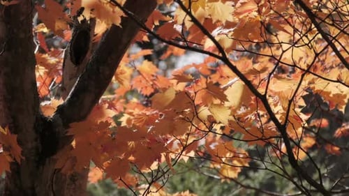 Autumn