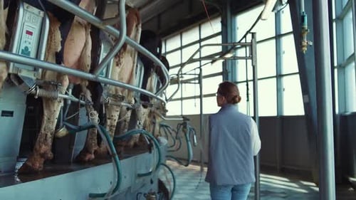 Vue arrière de la salle de traite de vaches marchant