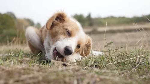 Slow motion of domestic dog feeding in nature 1920X1080 HD footage - Domesticated canine mammal Cani