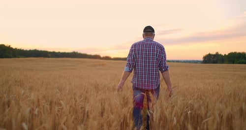 View From the Back: An Elderly Male Farmer Walks Through a Wheat Field at Sunset. The Camera Follows