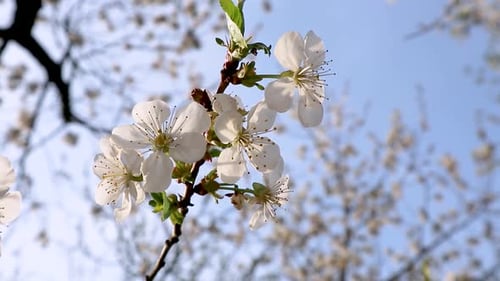 Spring Blossoms Blooming on a Tree Branch