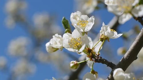 White blooming on a tree in early spring in the garden.