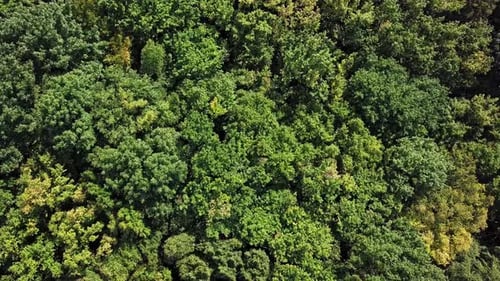 Overhead View of Top of Summer Forest