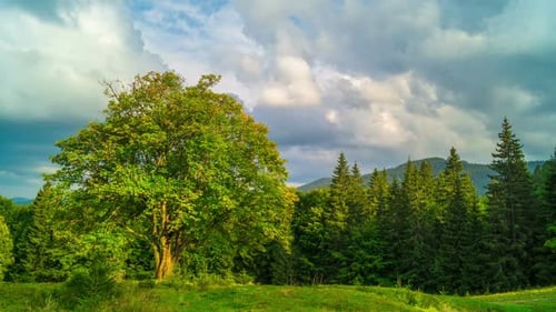 Mountain Landscape with a with a Lonely Tree