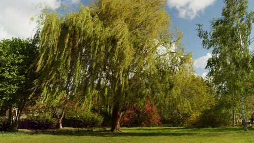 Stürmischer Wind biegt die Zweige eines Weidenbaums im Park