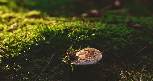 Toadstool On Sunlit Forest Floor