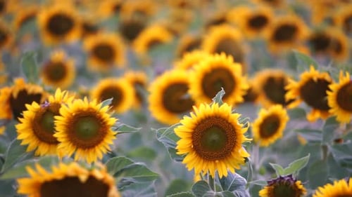 Vibrant Sunflowers Blooming in an Agricultural Field