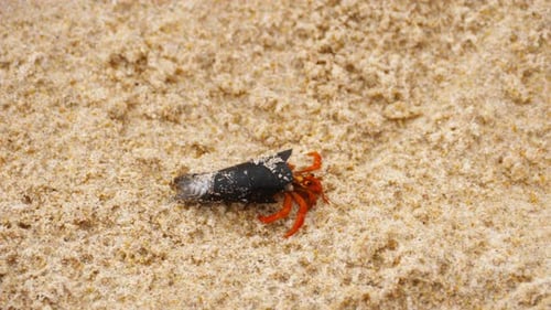 Tiny Hermit Crab on Beach