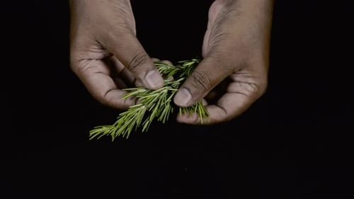 Feuille de romarin à la main