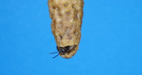 |Europäische Honigbiene, Apis Mellifera, Entstehung einer Königin, Bienenstock in der Normandie, Echtzeit 4K