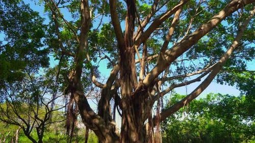Majestic Banyan Tree with Sprawling Branches in Daytime