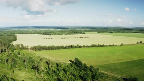 Aerial View Summer Field With Young Green Wheat And Windbreaks In Rural Landscape. Top View Of