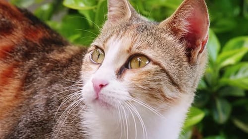 Charming Cat Posing Outdoors in Natural Light