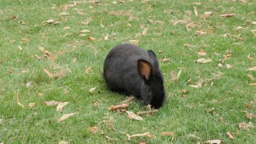 Rabbit in the garden eating grass and relaxing 4K 2160p UltraHD footage - Black bunny outdoor relax