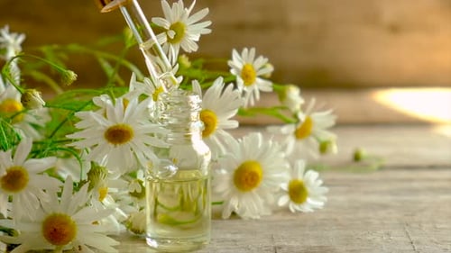 Extrato e tintura de camomila em uma pequena garrafa