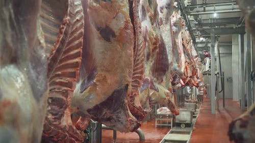 Meat Production and Food Industry View of the Hanging Carcasses of Beefs on a Production Line of a