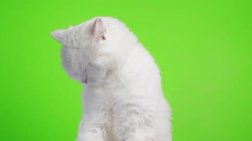 Schließen Porträt der weißen pelzigen Katze wäscht Leckt seine Pfote und reibt Schnauze