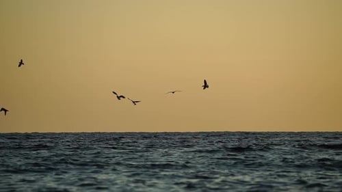 A Flock of Seagulls Fly and Fish in the Sea