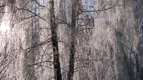 Branches of Snow-covered Birch Against the Blue Sky. Snow Falls.