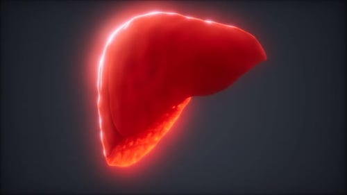 Loop 3d Rendered Medically Accurate Animation of the Human Liver