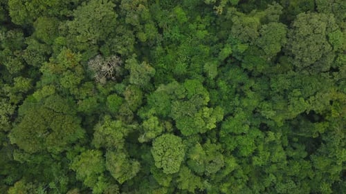 Lush Green Rainforest Canopy Aerial View