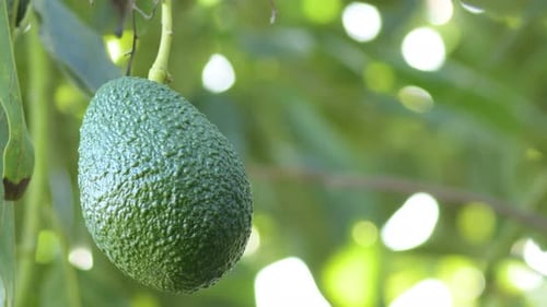 Natürlicher Avocado-Hass im Baum