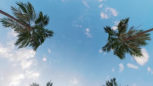Endless Palms Road Loopable