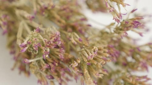 Inclinaison sur des fleurs séchées de Centaurium erythraea peu profondes DOF 4K 2160p 30 images par seconde en UltraHD - Herbe