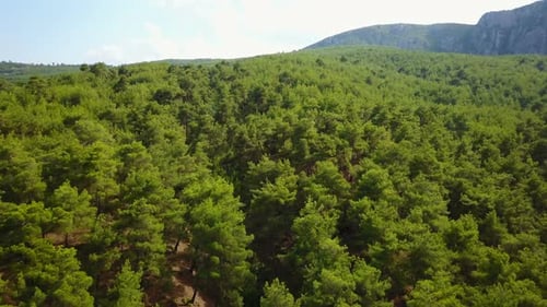 Pine Trees Forest Nationalpark von Zentralanatolien, Samsun, Türkei