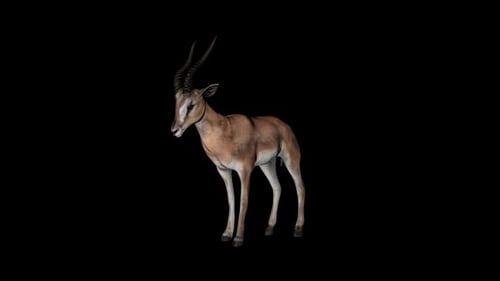 Gazelle im Leerlauf vorne