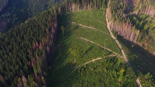 Deforestation. Aerial drone view of forest destroyed in Ukraine.