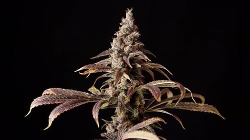Top Bud On Weed Plant Rotating Slow Motion In Studio