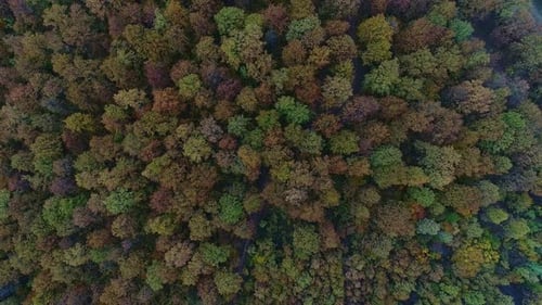 Beautiful Autumn Deciduous Forest with Colorful Foliage, Aerial Photography