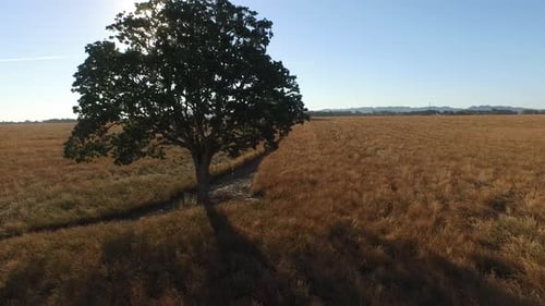 Aerial shot of oak tree in field
