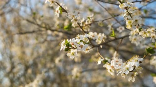 Close Up of Fresh White Blooming Flowers on a Tree Branches in Early Spring