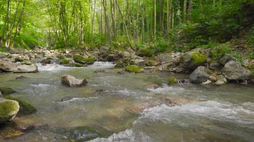 Stream flowing in the forest.